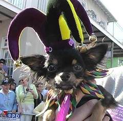 barkus2