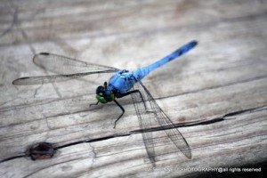 dragonfly-blue-01