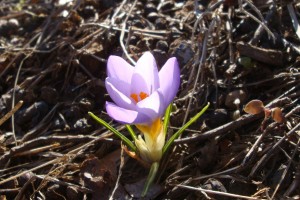 Photo of crocus flower in january
